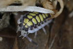 Porcellio Haasi