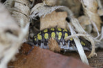 Porcellio Haasi