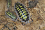 Porcellio Haasi