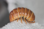 Armadillidium Vulgare "Punta Cana"