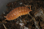 Porcellio Scaber "Spanish Orange"