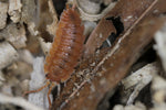 Porcellio Scaber "Spanish Orange"