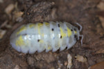 Armadillidium Vulgare "Magic Potion" Japan Line