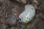 Armadillidium Vulgare "Magic Potion" Japan Line