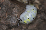 Armadillidium Vulgare "Magic Potion" Japan Line