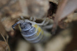 Porcellio Ornatus "Witches' Brew"