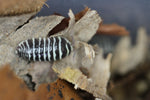 Armadillidium Maculatum "Zebra"