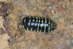 Armadillidium Maculatum "Yellow Zebra"