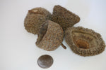 Burr Oak Acorn Cap