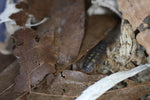 Porcellio Duboscqui