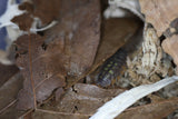 Porcellio Duboscqui