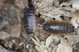 Porcellio Duboscqui