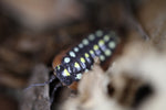 Armadillidium Kluugi "Montenegro"