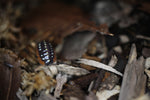 Armadillidium Kluugi "Montenegro"