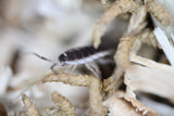 Porcellio Flavomarginatus