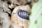 Porcellio Flavomarginatus