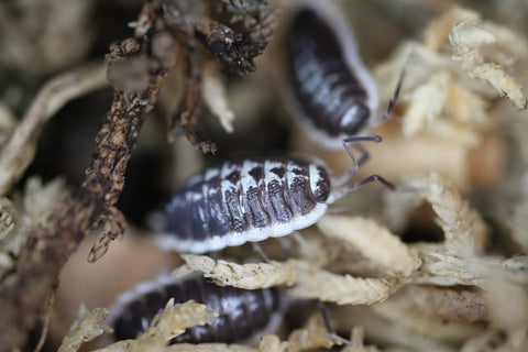 Porcellio Flavomarginatus