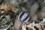 Porcellio Flavomarginatus