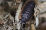 Porcellio sp. "Morocco"