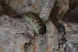 Porcellio Ornatus "High Yellow"