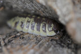 Porcellio Ornatus "High Yellow"