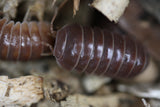 Armadillo Officinalis "Red"