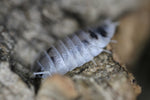 Porcellio Laevis "Dairy Cow"