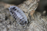 Porcellio Laevis "Dairy Cow"