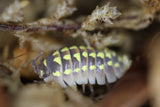 Armadillidium Gestroi