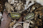 Armadillidium Gestroi