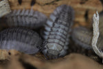 Armadillidium Perracae